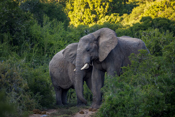 An African bush elephant (Loxodonta africana) in its natural habitat near Gqeberha (Port Elizabeth), Eastern Cape, South Africa. Captured in the wild, showcasing the majesty of African wildlife.