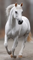 Obraz premium A striking white horse stands gracefully amidst swirling golden dust, illuminated with soft, magical colors and intricate details