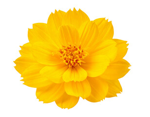 flower isolated on white