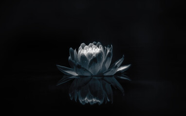 Lotus flower or Water lily between shadow and light. Chiaroscuro style