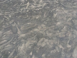 夏の公園の砂利の庭に残る遊んだ子供たちの足跡