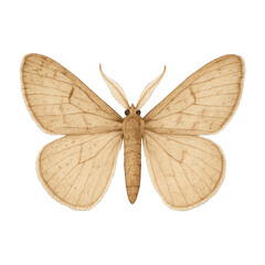 Fototapeta premium PNG Detailed beige moth illustration