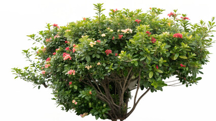Ixora flowering plant with red and yellow blossoms isolated PNG with Transparent Background