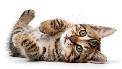 A charming kitten with mesmerizing eyes