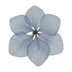Fototapeta premium PNG Delicate blue flower illustration