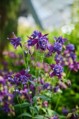 Flower plant Watershed, a genus of herbaceous perennial plants of the Buttercup family.