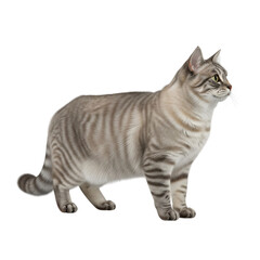 A sleek silver tabby cat stands alertly on a pure white background