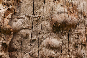 Textured structure of the trunk of an old tree in the park, natural and, on which all the details and patterns of the wooden surface are clearly visible, series "Texture of tree bark".