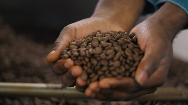 Close up male palms arms taking roasted beans of cacao unrecognizable African American man hands holding aromatic roasted coffee mixing roast in roasting machine guy expert in fabric caffeine quality