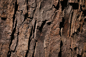 This close-up photograph of horse chestnut tree bark (Aesculus hippocastanum) highlights its rich...