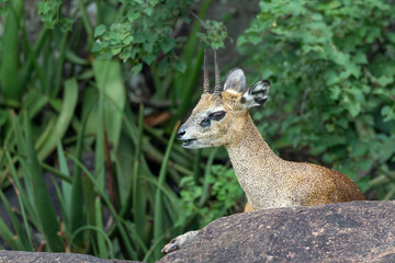 Klipspringer