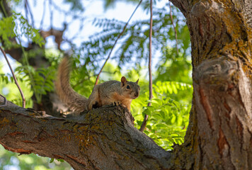 Fox Squirrell in Memory Grove Park, Salt Lake City, Utah