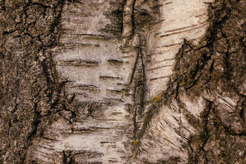 Texture and patterns of the wooden surface of deciduous trees, birch, where all the details of the tree bark are clearly and perfectly visible, series "Texture of tree bark".