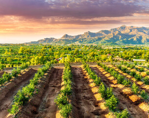 plantation of young fruit trees in a green garden during sunset or sunrise. agriculture landscape...