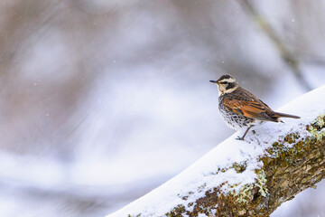 降雪の中のツグミ