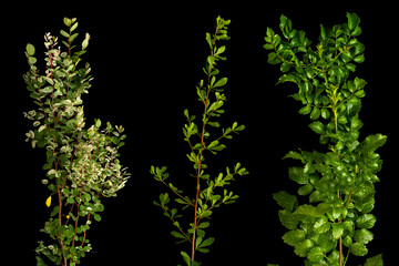 Different perennial garden plants isolated on black background.
