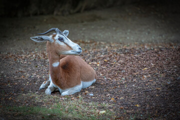 Young Dama Gazelle Resting Peacefully on a Leafy Ground