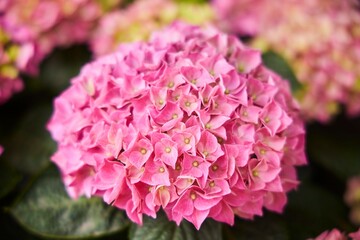 A beautifully flowering broad-leaved shrub, a plant species of the genus Hydrangea
