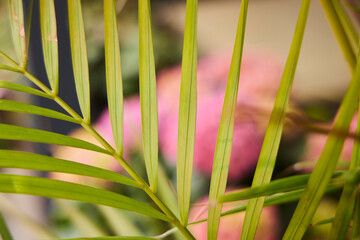 Palm leaf on a flower bed, close-up