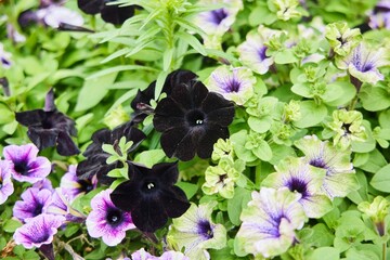 Petunia plant, a black variety. Urban flower bed