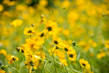 화려한 금잔화가 바람에 흔들리다