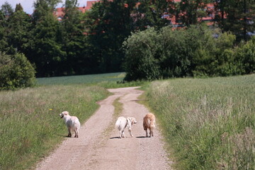 Three dogs are walking down a dirt road in a grassy field