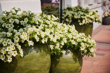 Ampelny Petunia plant in large pots