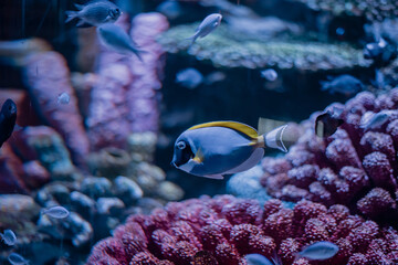 Vibrant underwater scene featuring colorful fish swimming among stunning coral reefs.