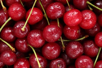 Many wet ripe cherries as background, closeup