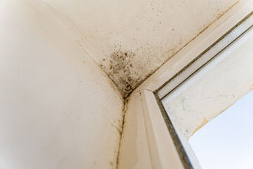 Fungal growth and condensation accumulate in the corner of a window, highlighting unhygienic...