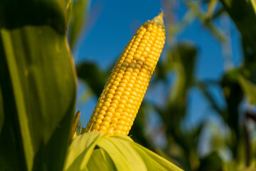 Bright yellow corn ear stands out among green leaves under a sunny sky, representing agricultural...
