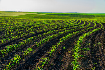 Young corn sprouts emerge from rich soil in a sprawling field, basking in bright sunlight on a...