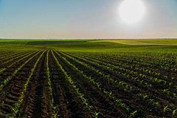 Rows of young corn sprouts thrive in rich soil, basking under the warm sun in a sprawling...