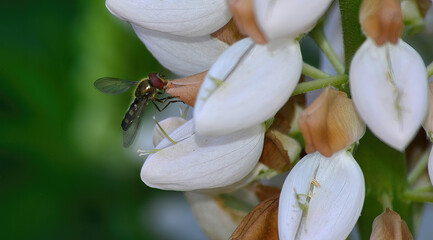 hover fly dancing around the flowers