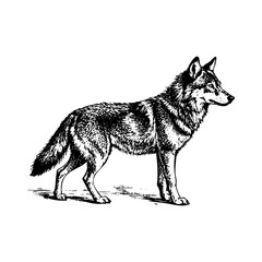 wolf portrait sketch engraving black and white outline. Scratch board imitation.