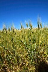 wheat blowing in the sun