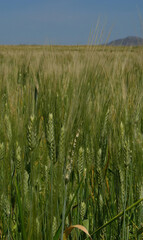wheat blowing in the sun
