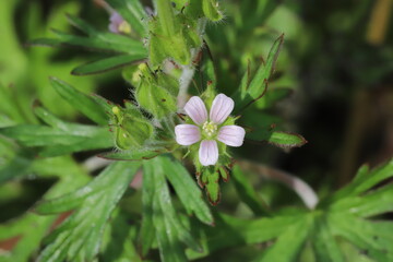 日本の春の庭に咲く薄紫色のアメリカフウロの花