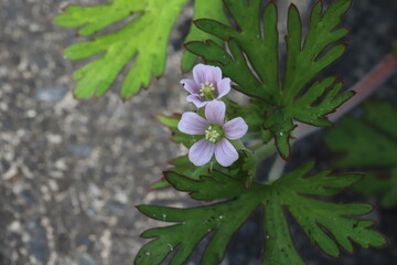 日本の春の庭に咲く薄紫色のアメリカフウロの花