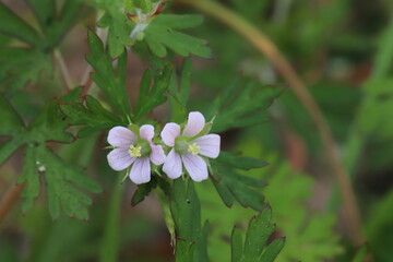 日本の春の庭に咲く薄紫色のアメリカフウロの花