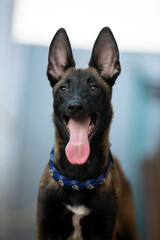 belgian shepherd puppy