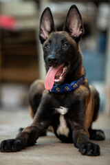 belgian shepherd puppy