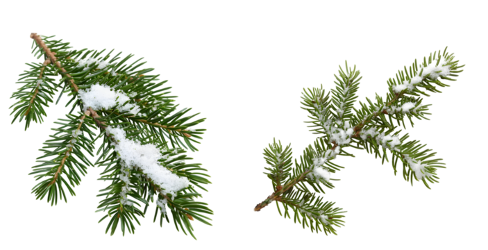 branch of fir tree