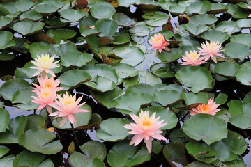 Blooming lotuses on water surface