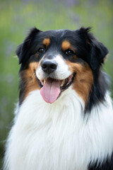 Aussie dog in lavender