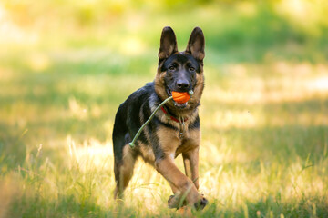 german shepherd dog on grass