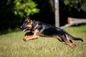 german shepherd dog on grass