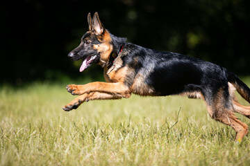 german shepherd dog on grass
