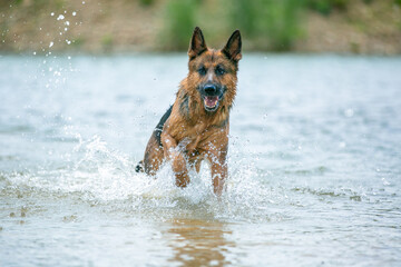 german shepherd dog running in water