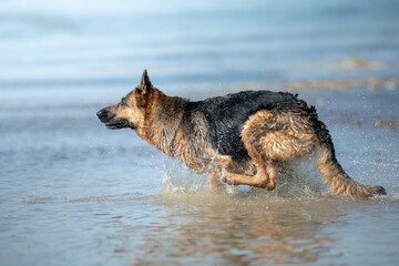 german shepherd dog running in water